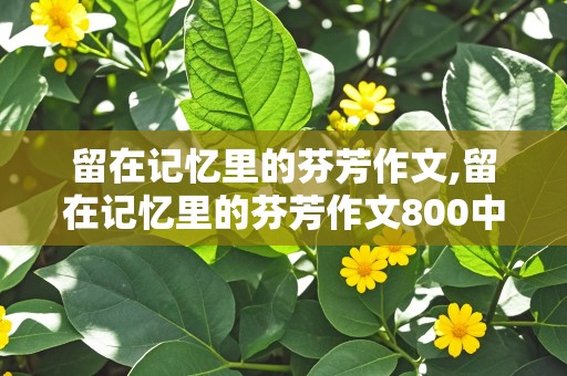 留在记忆里的芬芳作文,留在记忆里的芬芳作文800中考满分