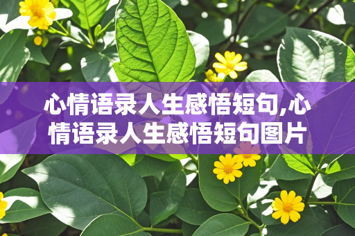 心情语录人生感悟短句,心情语录人生感悟短句图片