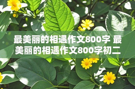 最美丽的相遇作文800字 最美丽的相遇作文800字初二