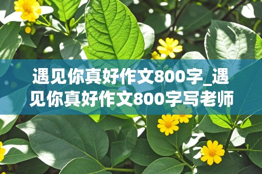 遇见你真好作文800字_遇见你真好作文800字写老师